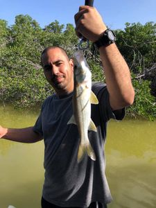 Snook Fish from Key Largo, Florida