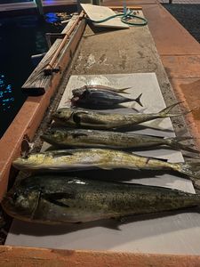 Mahi Mahi Fish from Key Largo, Florida