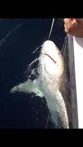 Shark Fishing in Offshore waters of Florida