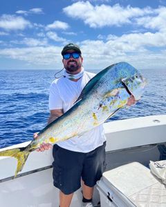 Florida Keys Nice Large Mahi Mahi