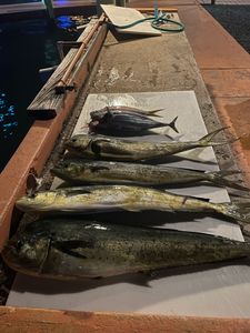 4 king mackerel caught fishing in FL