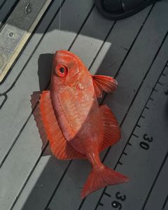 Angler with fishing rod in tropical Key Largo location