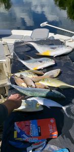 Four cero mackerel and permit fish in Florida waters
