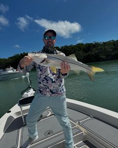 Snook fish caught in FL
