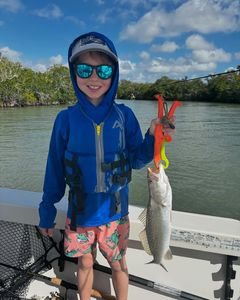 A spotted weakfish measuring 13 inches, caught while fishing in FL.