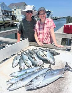 Fresh caught Atlantic bonito displayed on dock in Morehead City NC after successful fishing trip