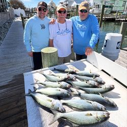 Six bluefish caught on a fishing trip in North Carolina