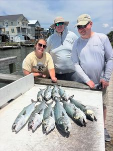 Successful bluefish catch displayed on dock in Morehead City NC
