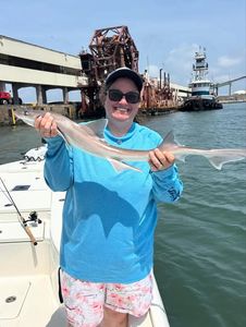 Dusky Smooth-Hound shark caught while fishing in Morehead City NC