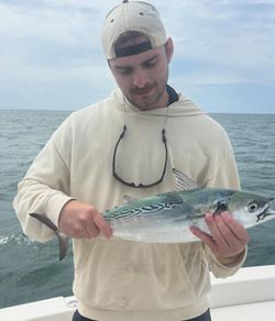 Little Tunny caught while fishing in Morehead City
