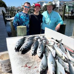 Successful fishing trip in Morehead City NC with fresh caught bluefish and Atlantic bonito displayed on cleaning station at marina dock