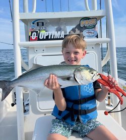 Bluefish caught while fishing in Morehead City NC