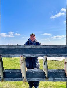 Three lake trout caught in Algonac, Michigan