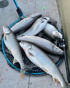 5 lake trout caught in MI