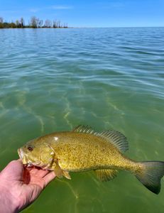 Guadalupe bass caught in Algonac
