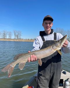 Angler catching a large muskellunge fish in MI