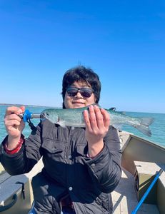 Rainbow trout caught fishing in MI