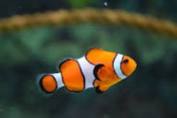 Cruises, experiences, and fishing in Tampa, Florida