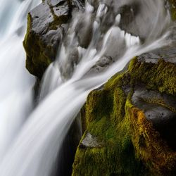 Blacktip Shark in Tampa