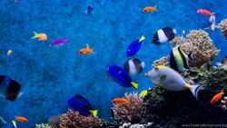 Two fish in the waters of Florida