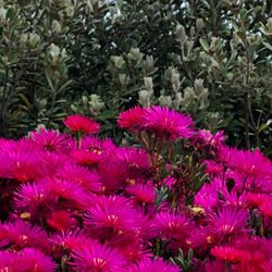 Scenic view of Tampa, Florida