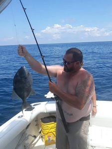 Grey Triggerfish From Pensacola, FL