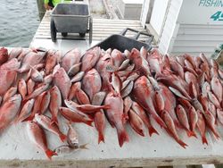 Fish-Species
