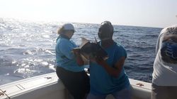 Grey Triggerfish From Pensacola, FL
