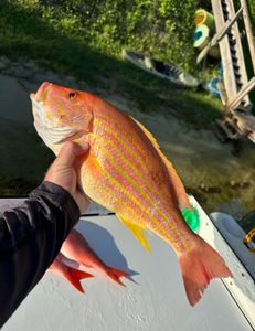 Fish-Species
