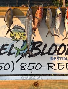 Fish-Species