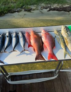 Fish-Species