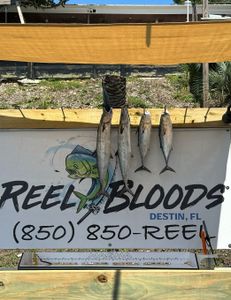 4 little tunny, king mackerel, and cero mackerel fish caught in FL