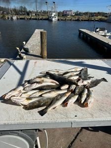 Fresh haul of speckled trout! 🎣🐟