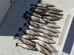 Guided fishing trips in Louisiana
