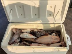 Barataria, Louisiana Top Rated Fishing Trips