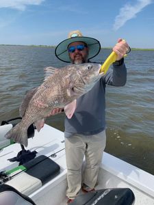 Beautiful Black Drum in Lake Salvador