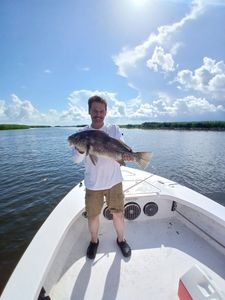 Angler catches a Black Drum fish in Barataria