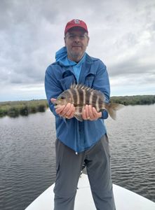 Fisherman holding a sheepshead, caught in LA