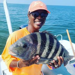 Sheepshead In Mann Harbor Waters