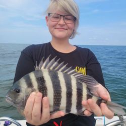 North Carolina's Sheepshead Beauty