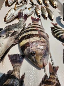 Sheepshead Bonanza In North Carolina Waters