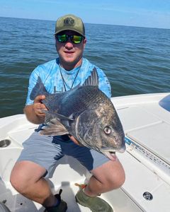 Manns Harbor Black Drum Wonders