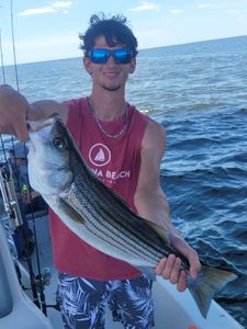 striped fishing: where patience meets reward. 