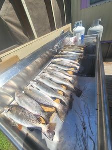 Three spotted weakfish caught in Manns Harbor