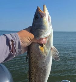 Speckled trout caught fishing in Manns Harbor NC waters
