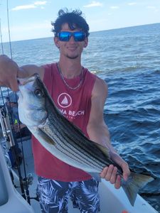 Striped bass fishing catch in NC