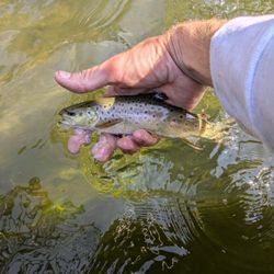 A photo of a sea trout caught while fishing in MI.