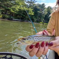 Stunning rainbow trout caught in MI