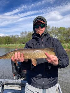 Northern Pike caught while fishing in MI