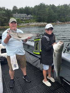 Two striped bass caught in Glenburn
